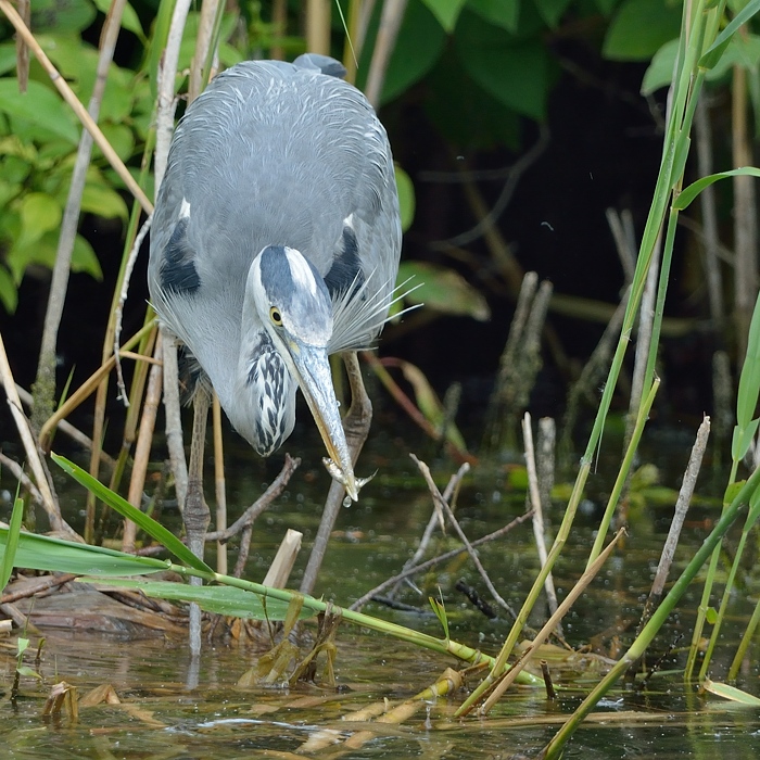 Blauwe Reiger